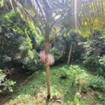 Casa Térrea à venda com 2 quartos, sendo 1 suíte, em Serra da Cantareira, Mairiporã, SP