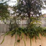 Sobrado à venda com 2 quartos em Limão, São Paulo, SP