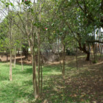 Casa à venda ou para alugar com 3 suítes no condomínio Ibiti do Paço, Sorocaba - SP