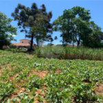 Área de Terra à venda em Cristóvão, Araçoiaba da Serra, SP