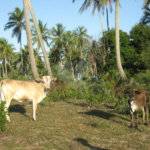 Área de Terra à venda em Mogiquiçaba, Belmonte, BA