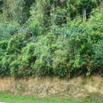 Terreno à venda em Roseira, Mairiporã, SP