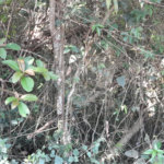 Terreno à venda em Serra da Cantareira, Mairiporã, SP