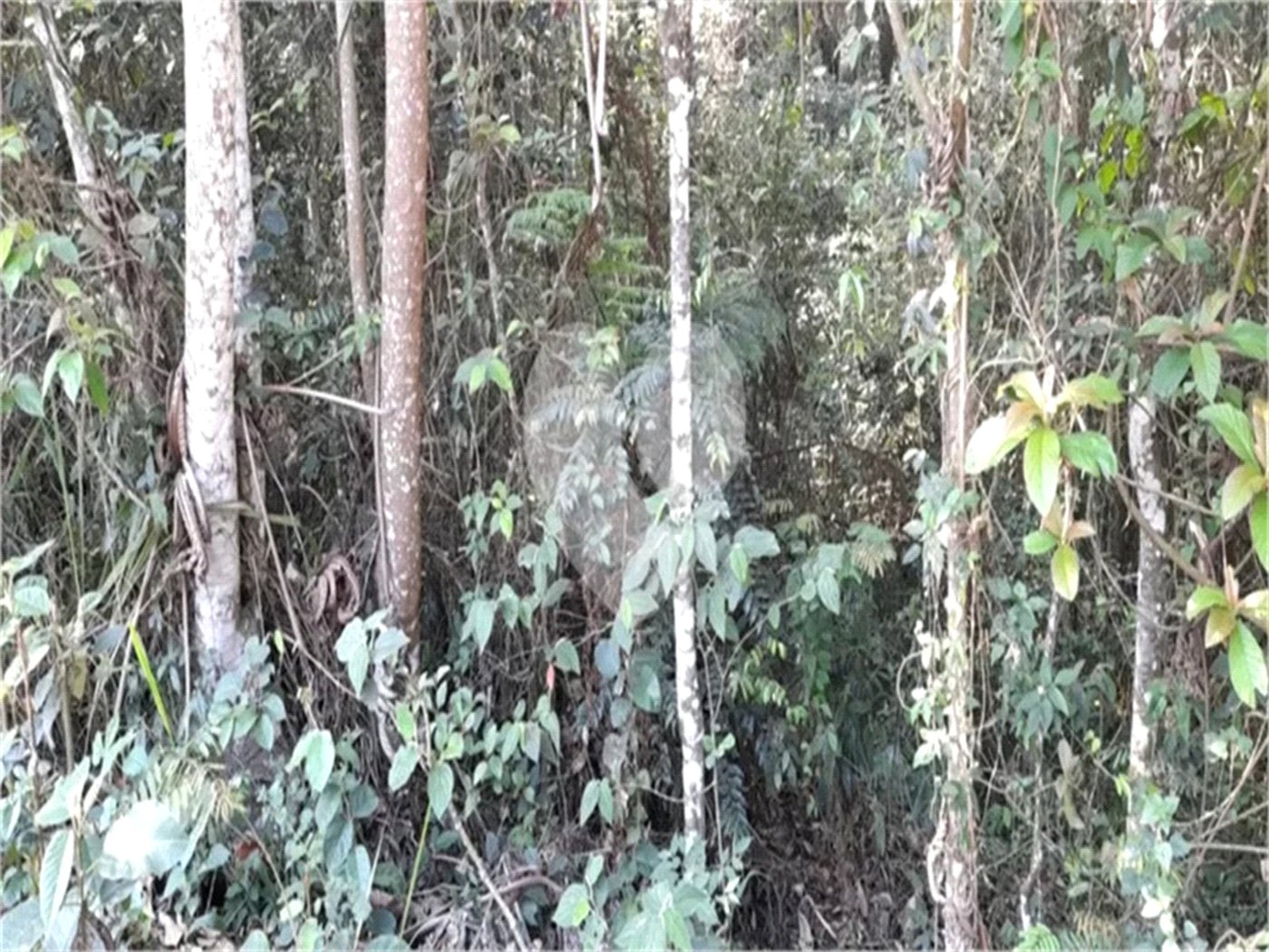 Terreno à venda em Roseira, Mairiporã, SP