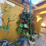 Sobrado à venda com 3 quartos, sendo 1 suíte, em Vila Hamburguesa, São Paulo, SP