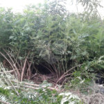 Terreno à venda em Imirim, São Paulo, SP