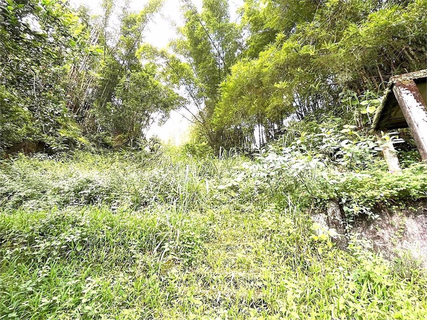 Terreno Residencial à venda, Morro de Nova Cintra, Santos - TE0034.