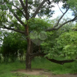 Chácara à venda com 3 quartos, sendo 1 suíte, em Morada do Sol, Sarapuí, SP