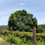 Chácara à venda em Estância Hidromineral Santa Eliza, Itupeva, SP