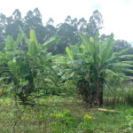 Chácara à venda em Sorocamirim (canguera), São Roque, SP