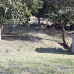 Sítio à venda com 3 quartos em Bairro do Cambará, São Roque, SP