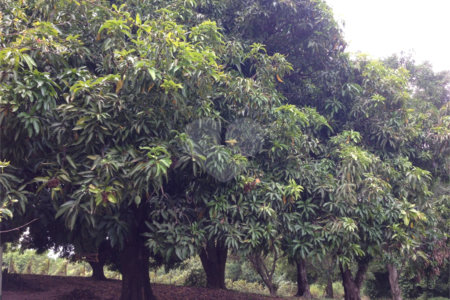 Área de Terra à venda em Colinas do Mosteiro de Itaici, Indaiatuba, SP