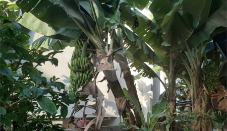 Casa Térrea à venda com 3 quartos em Horto Florestal, São Paulo, SP