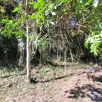 Condomínio à venda em Caraguatá, Mairiporã, SP