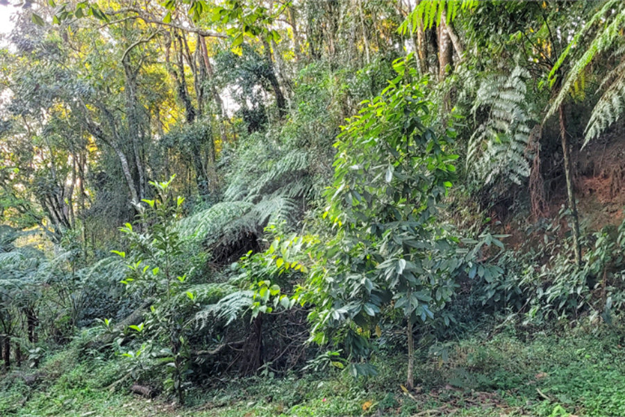 Terreno à venda no condomínio Champs Elysees Village, Mairiporã - SP