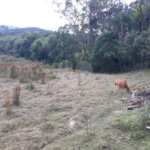 Chácara à venda com 4 quartos, sendo 2 suítes, em Jardim Conceição, São Roque, SP