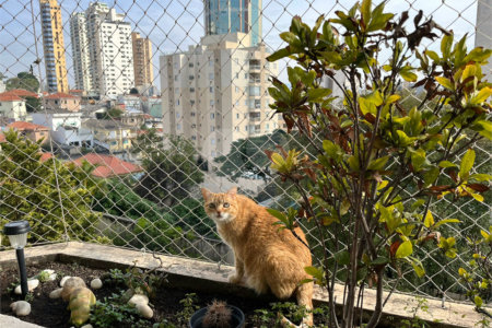 Apartamento à venda com 4 quartos, sendo 2 suítes,  em Água Fria, São Paulo, SP