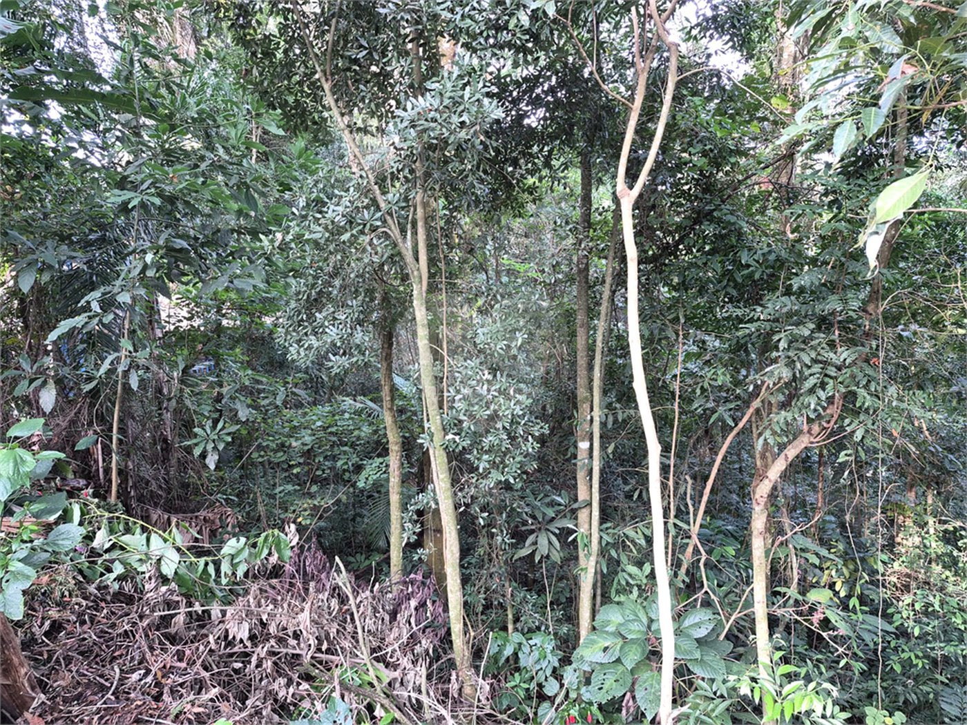 Terreno à venda em Serra da Cantareira, Mairiporã, SP