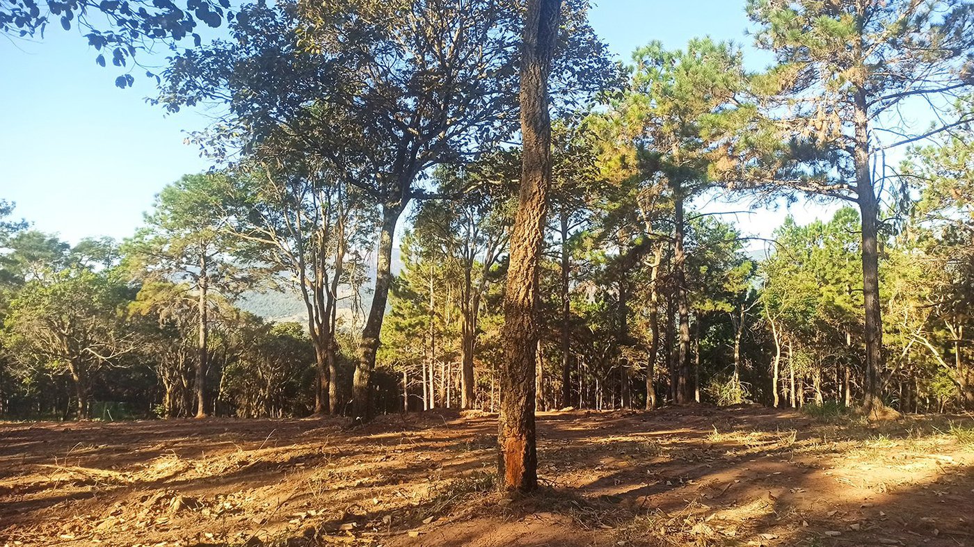 Fazenda Elisa - Fase 3