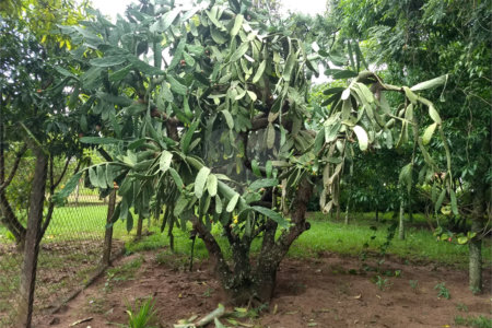 Chácara a venda no Residencial Planalto Serra Verde em Itirapina
