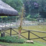 Terreno à venda no condomínio Parque Imperial da Cantareira, Mairiporã - SP