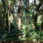 Terreno à venda em Vista Alegre, Vinhedo, SP
