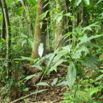 Terreno à venda em Caraguatá, Mairiporã, SP