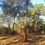 Casa em condomínio à venda em Parque Fernão Dias, Atibaia, SP