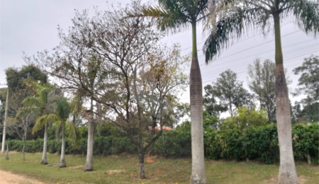 Chácara à venda com 2 quartos, sendo 1 suíte,  em Terras de San Thomé, Porto Feliz, SP