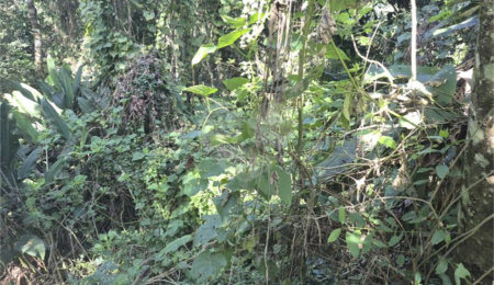 Condomínio à venda em Serra da Cantareira, Mairiporã, SP