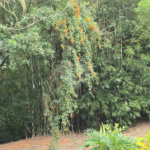 Sítio à venda com 6 quartos, sendo 5 suítes, em Área Rural de Itapetininga, Itapetininga, SP