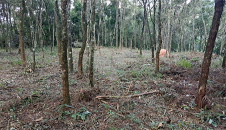 Terreno à venda em Roseira, Mairiporã, SP