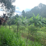 Chácara à venda em Sorocamirim (canguera), São Roque, SP