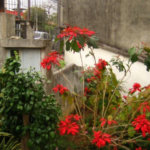 Sobrado à venda com 5 quartos, sendo 1 suíte, em Casa Verde, São Paulo, SP
