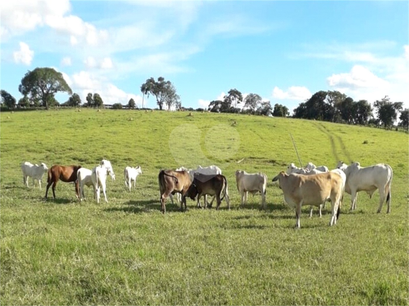 Área de Terra à venda em Área Rural de Monte Mor, Monte Mor, SP