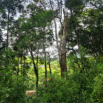Terreno à venda em Terra Preta (terra Preta), Mairiporã, SP