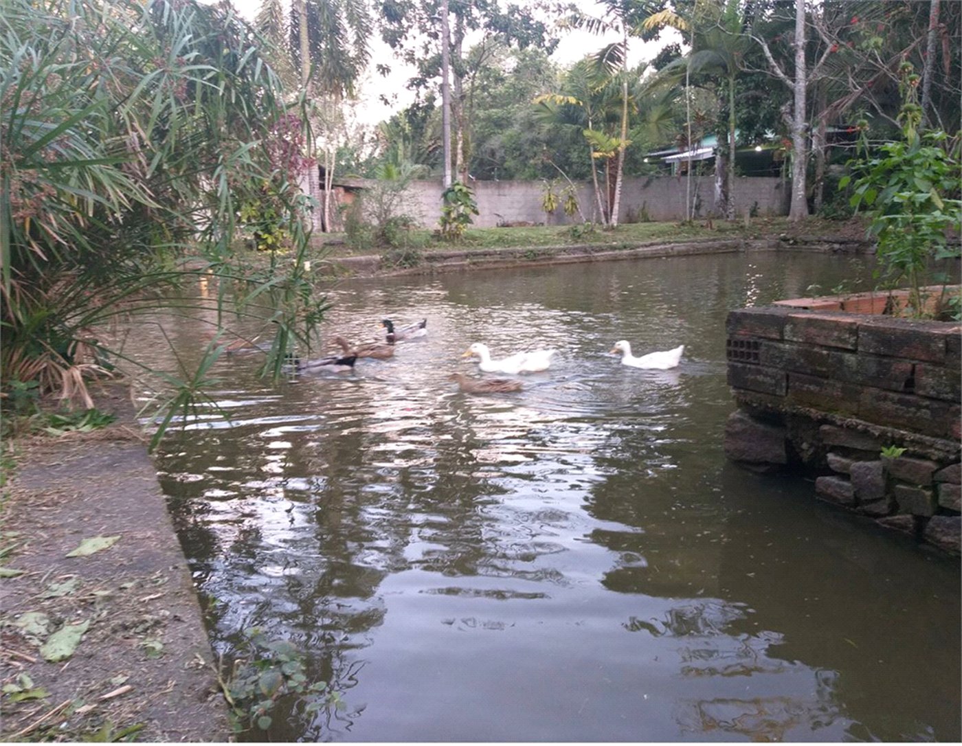 Sítio à venda com 5 quartos, sendo 2 suítes,  em Parque Recreio Dom Pedro Ii (guia de Pacobaíba), Magé, RJ