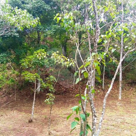 Sítio à venda no Centro, Monte Sião, MG