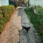 Casa à venda com 4 quartos, sendo 2 suítes, em Alto da Boa Vista, Rio de Janeiro, RJ