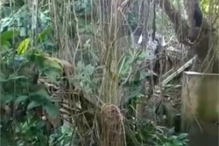 Terreno à venda com 1 quarto em Chora Menino, São Paulo, SP
