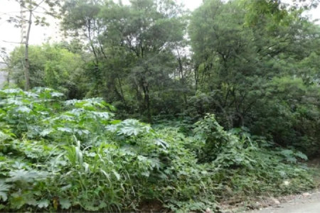 Terreno à venda em Vila Suzana, São Paulo, SP