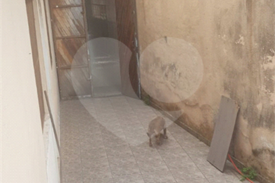 Sobrado à venda com 3 quartos, sendo 1 suíte, em Vila Nova Cachoeirinha, São Paulo, SP
