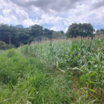 Terreno à venda em Ponte Alta, Atibaia, SP