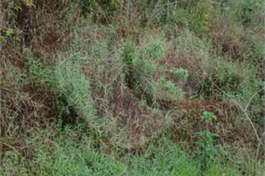 Terreno à venda em Luiz Fagundes, Mairiporã, SP