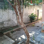 Casa à venda com 5 quartos em Campo Grande, Rio de Janeiro, RJ