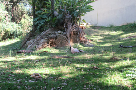 Terreno à venda no condomínio Chácara Flora, São Paulo - SP