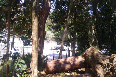 Terreno à venda em Vila Albertina, São Paulo, SP
