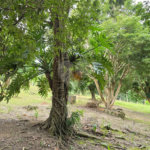 Sítio à venda com 6 quartos, sendo 5 suítes, em Área Rural de Itapetininga, Itapetininga, SP