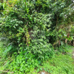 Terreno à venda em Riviera de São Lourenço, Bertioga, SP