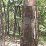 Terreno de 3.150m². Região de Chácaras no Jardim Estancia Brasil, Atibaia, SP